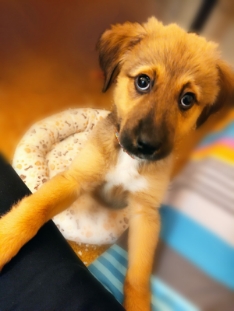 Luna, "the cutest puppy in the Universe", is Dimitris’ Fav pet.