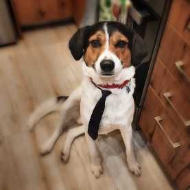 Ektoras is Spyros’ Fav pet.